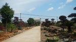 吉安兴桥苗圃基地