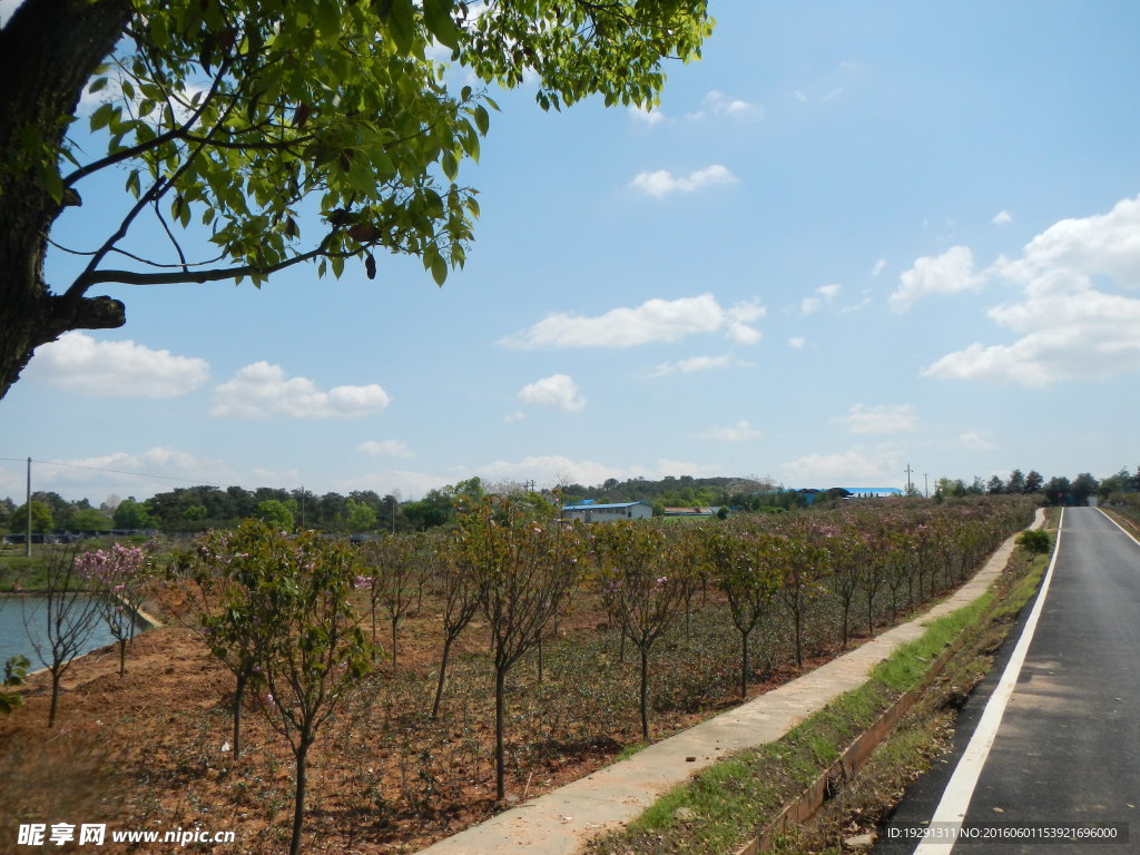 吉安兴桥苗圃基地