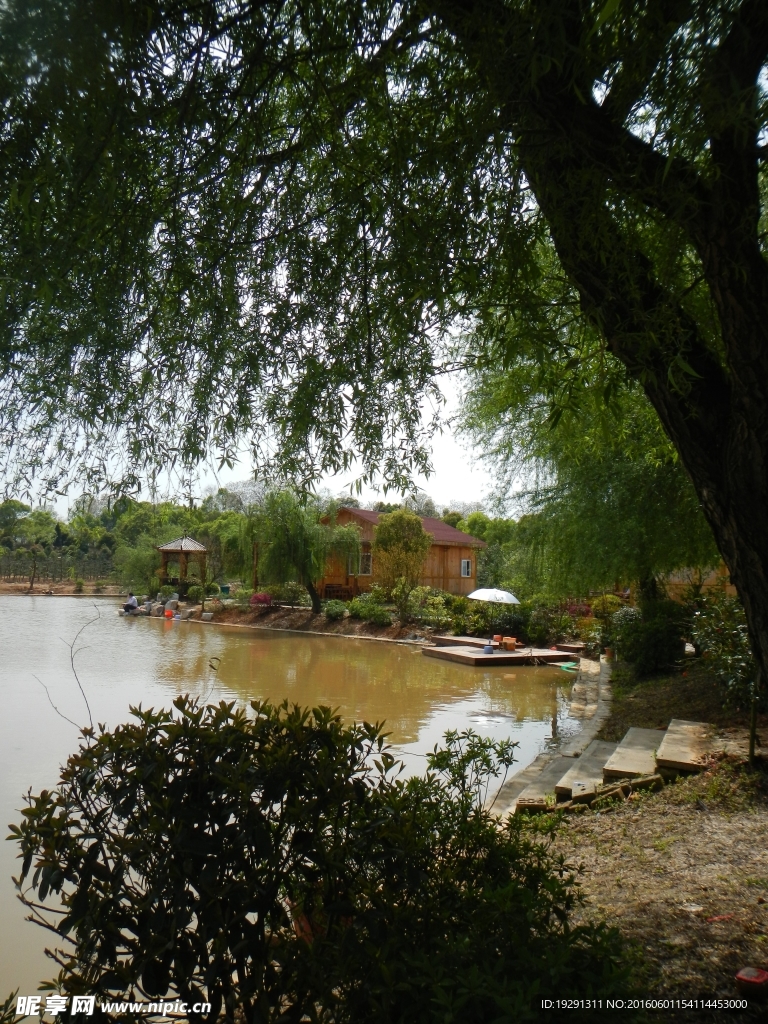 树木风景