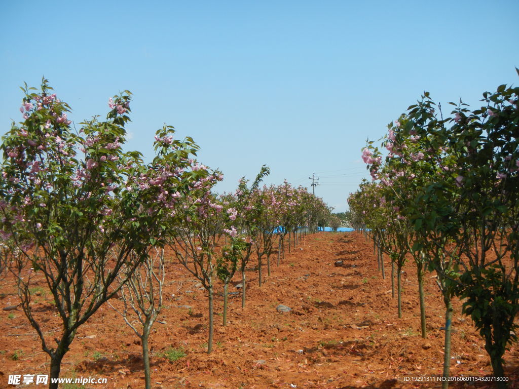 吉安兴桥苗圃基地