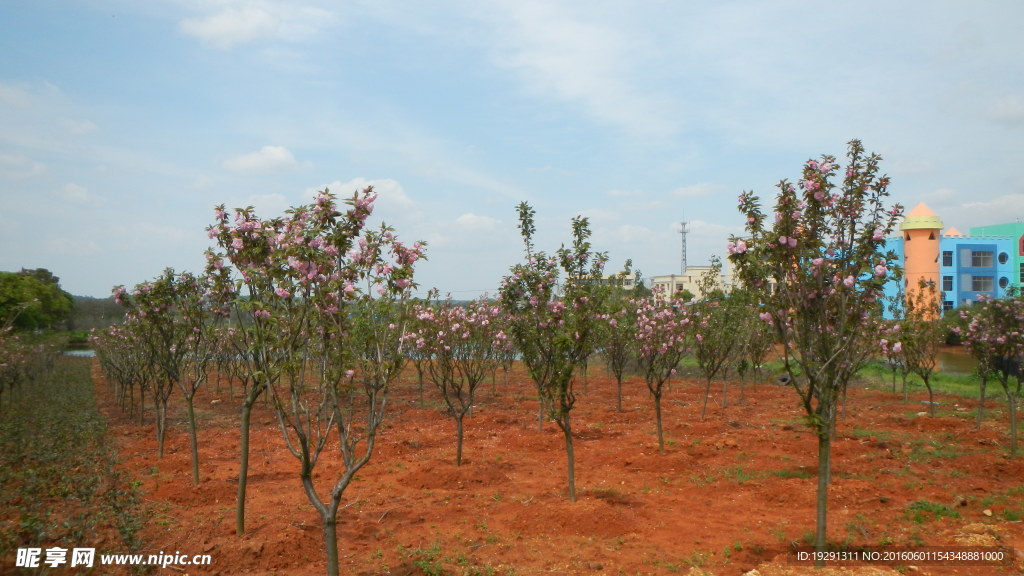吉安兴桥苗圃基地