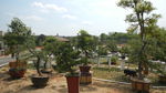 吉安兴桥苗圃基地