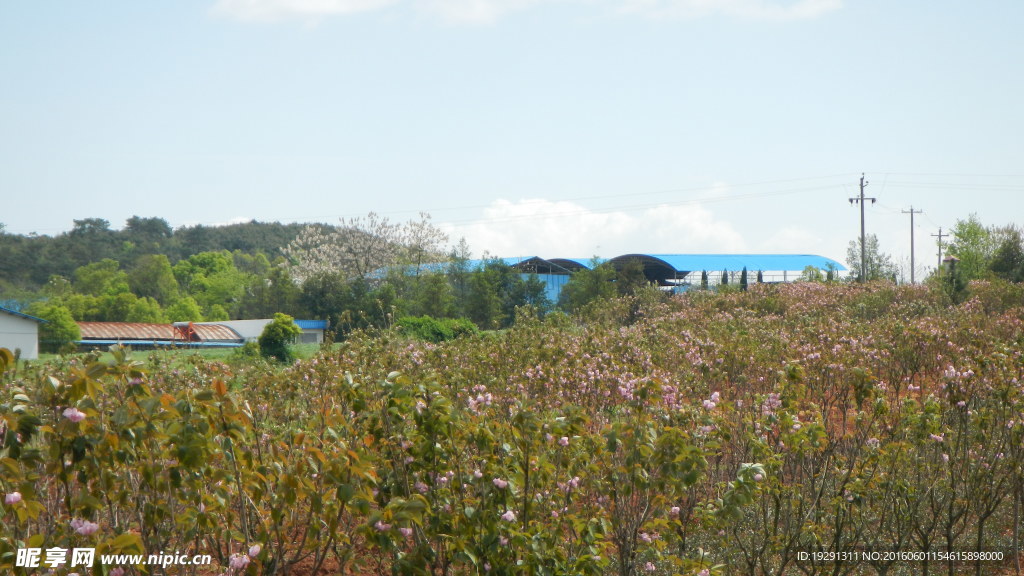 吉安兴桥苗圃基地