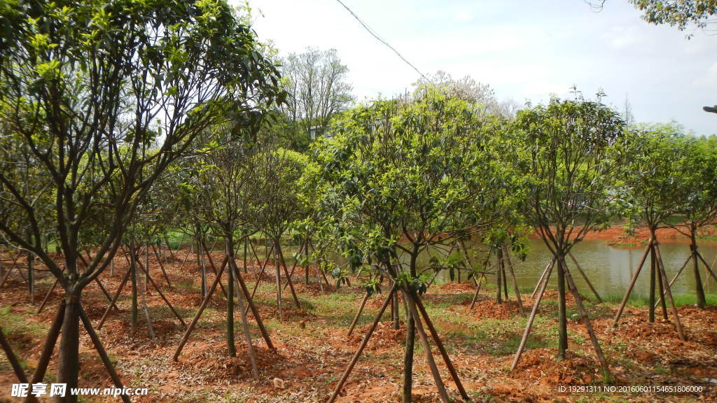 吉安兴桥苗圃基地