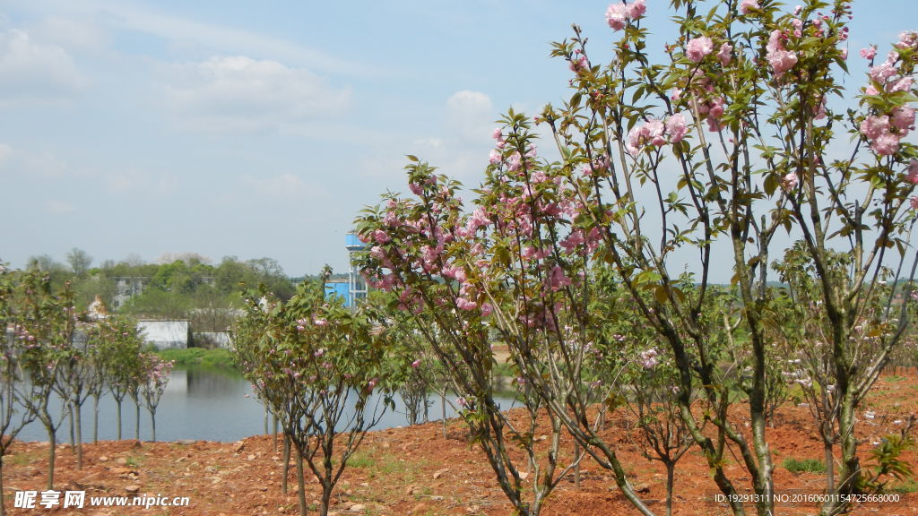 吉安兴桥苗圃基地