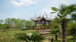 吉安兴桥苗圃基地