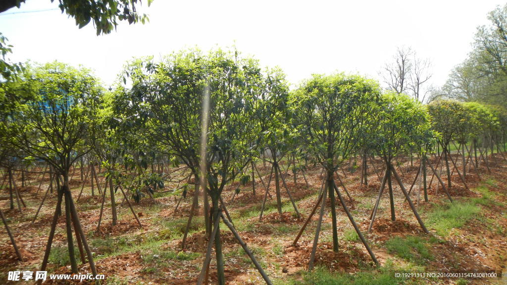 吉安兴桥苗圃基地