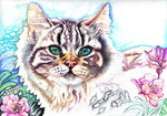 手绘猫