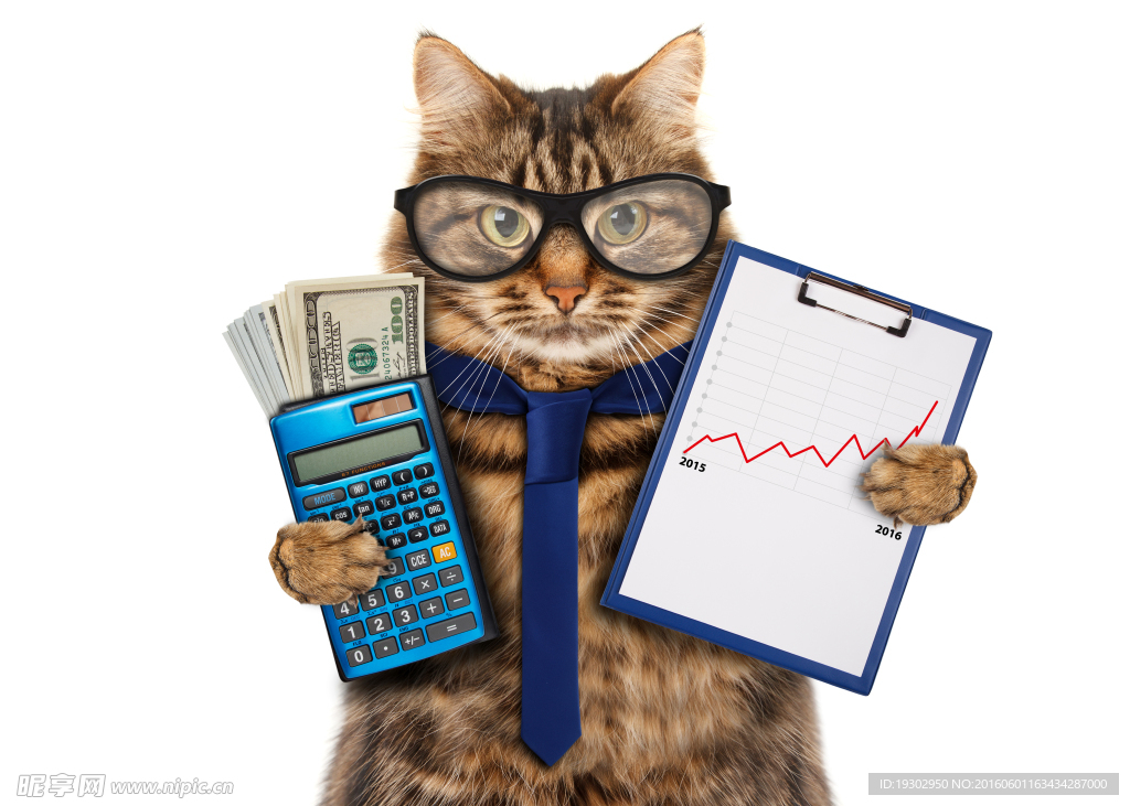 拿着报表的猫