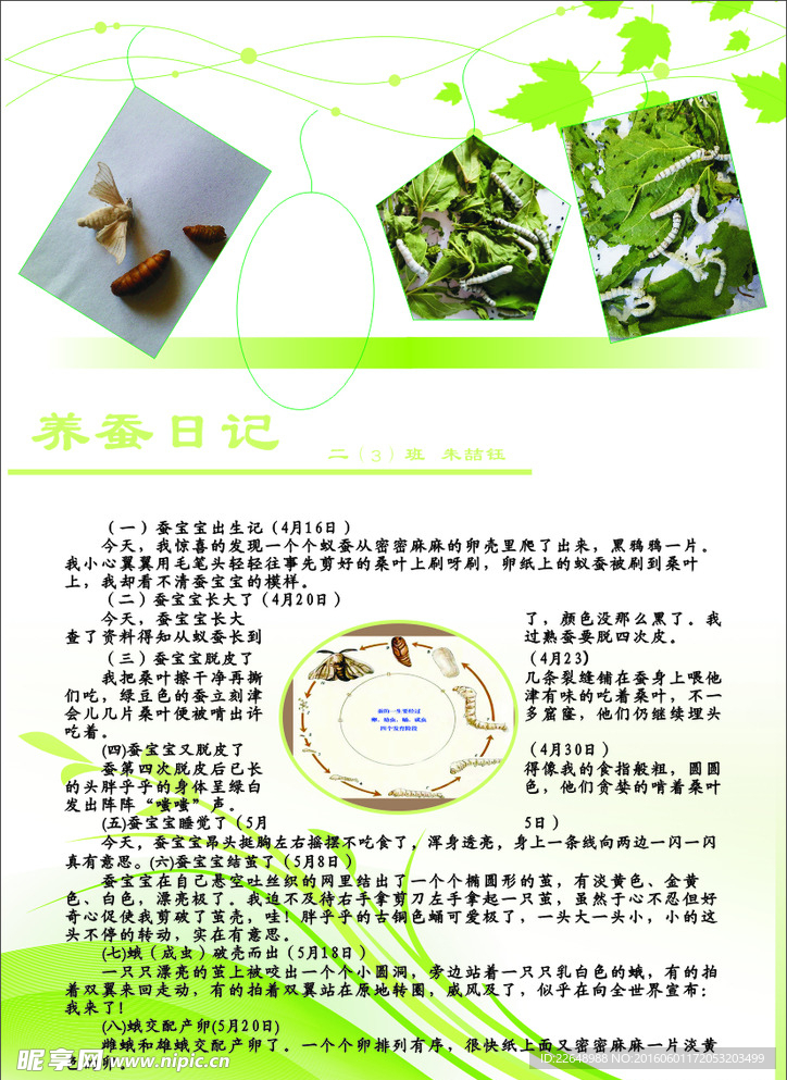 蚕宝宝变形作文排版