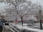 校园雪景