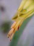 芦荟花