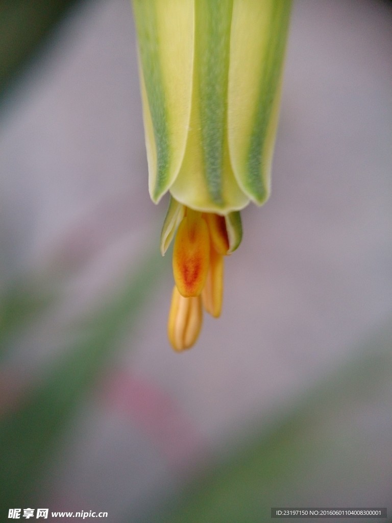 芦荟花