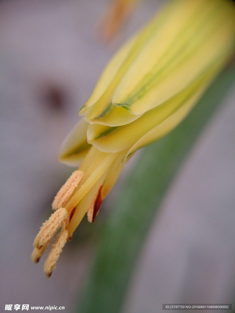 芦荟花