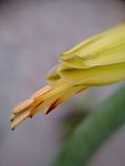 芦荟花