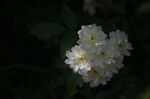木香花