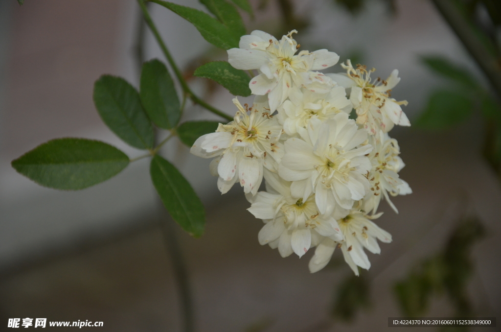 木香花