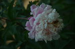 芍药