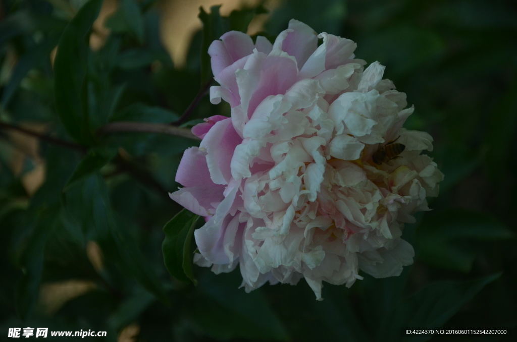 芍药