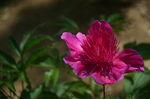 芍药