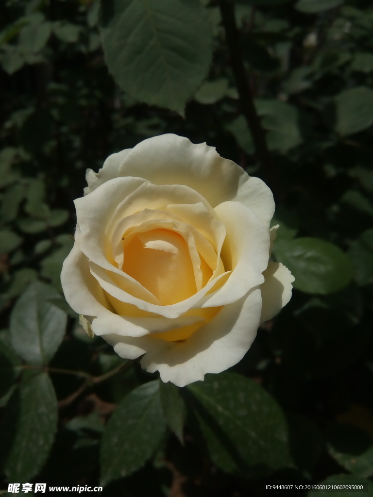 月季花