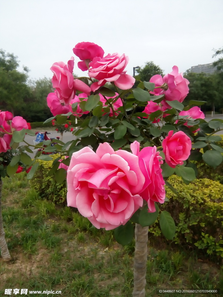 月季花