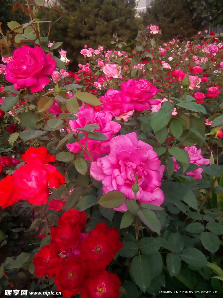 月季花