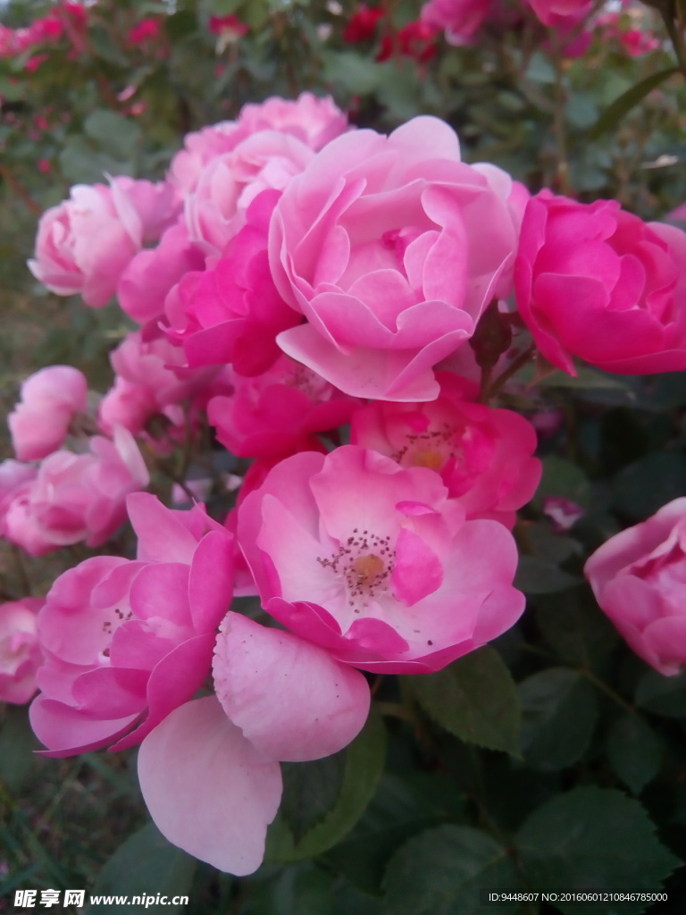 月季花