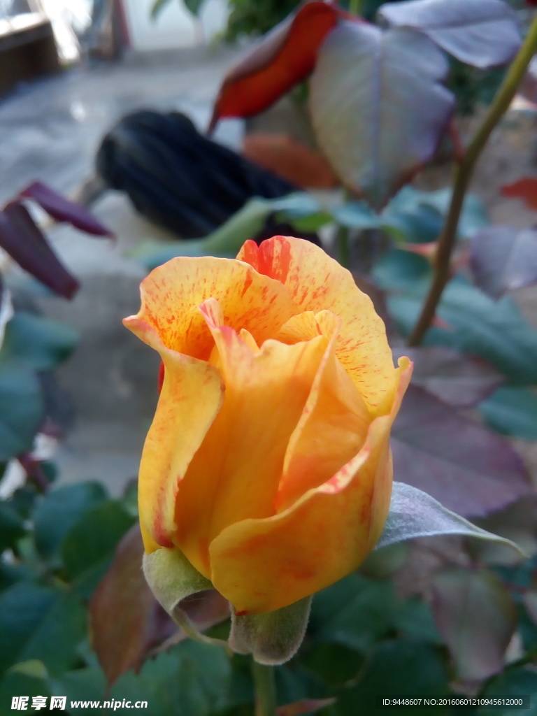 月季花