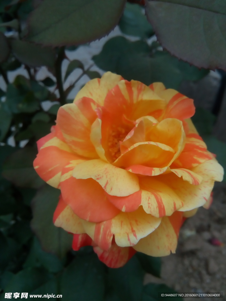 月季花