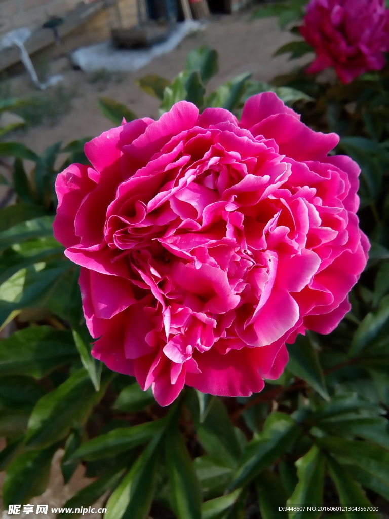 芍药花