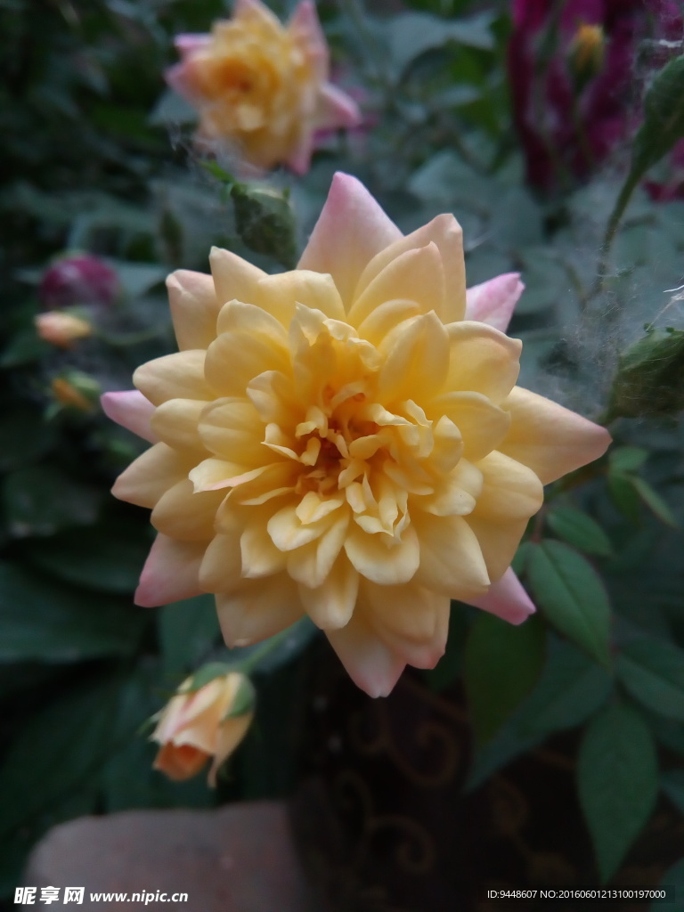 月季花