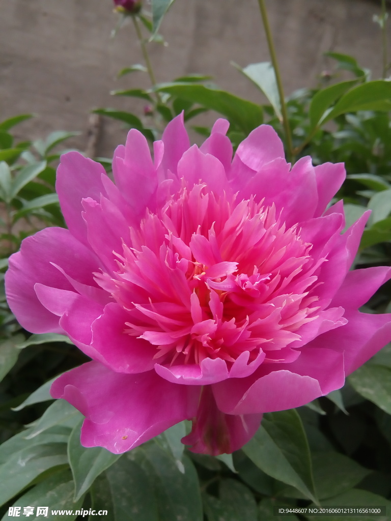 芍药花