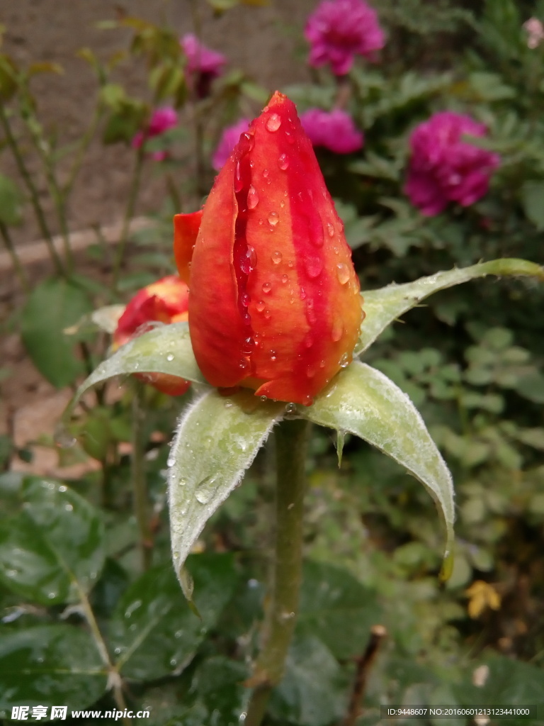 月季花