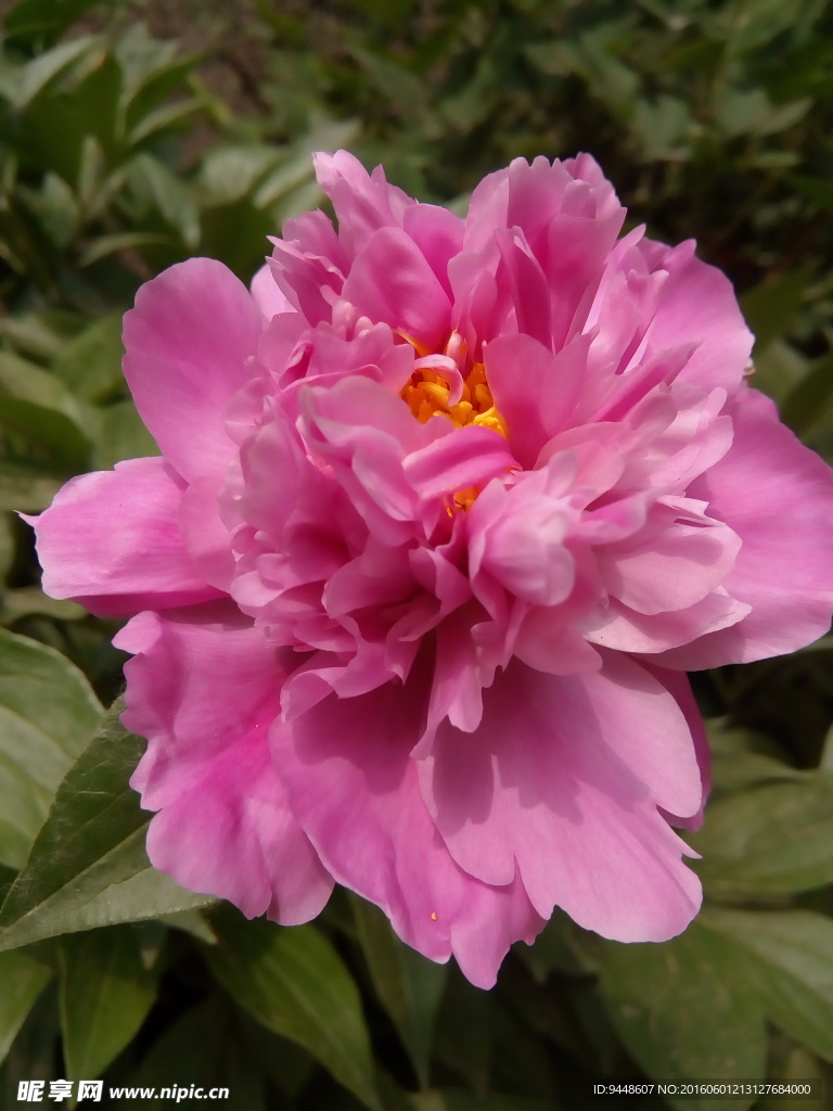 芍药花