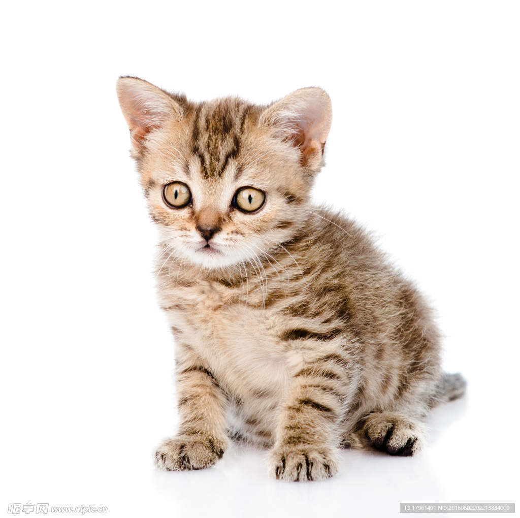 小猫