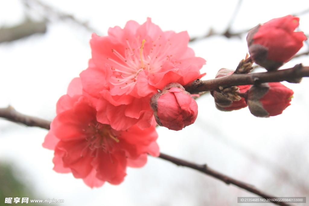 梅花