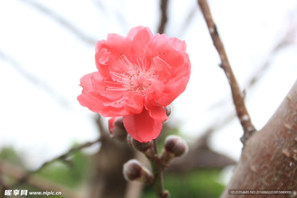 梅花