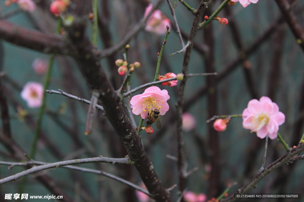 花 花卉