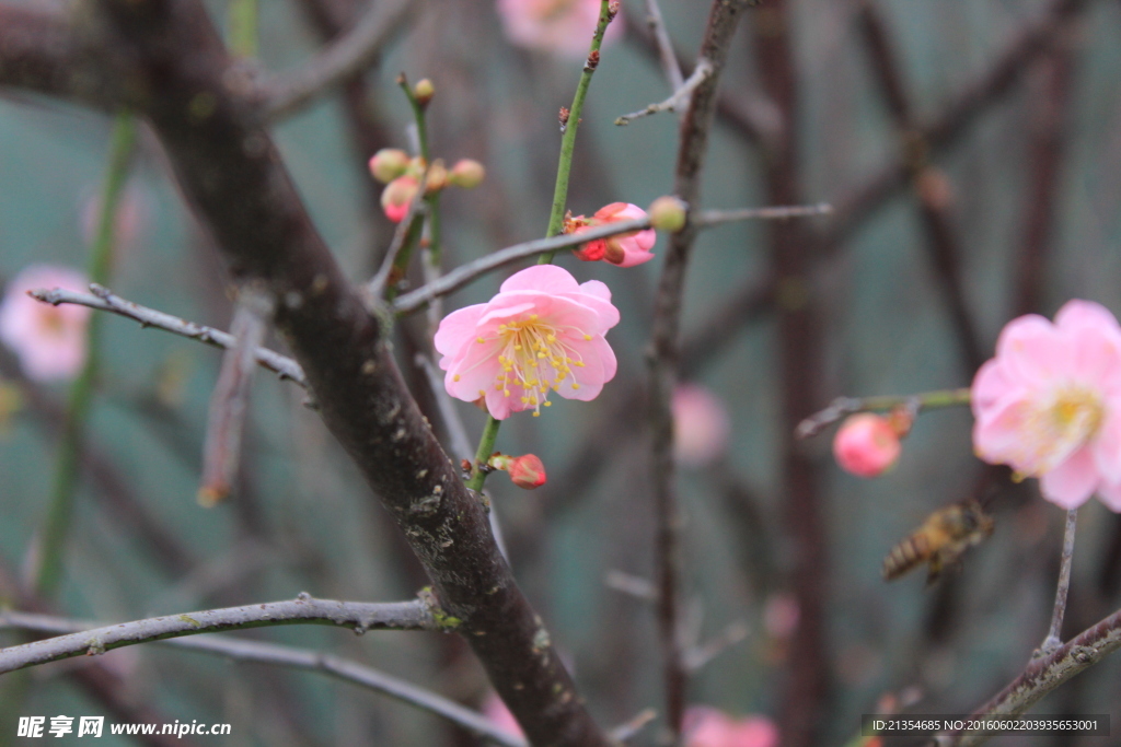 花 花卉