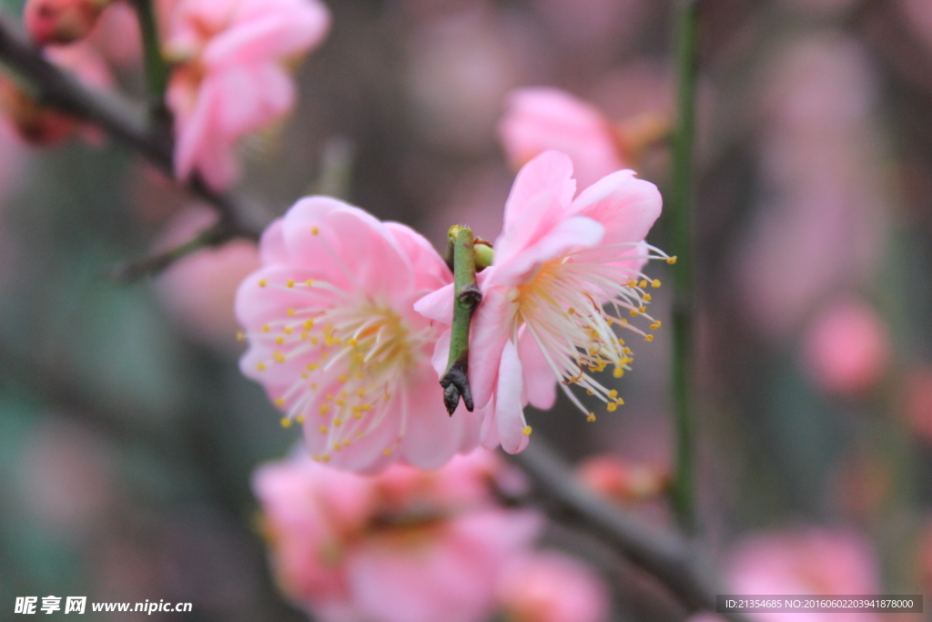 花 花卉