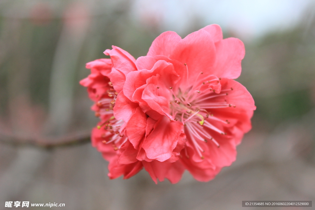 花 花卉