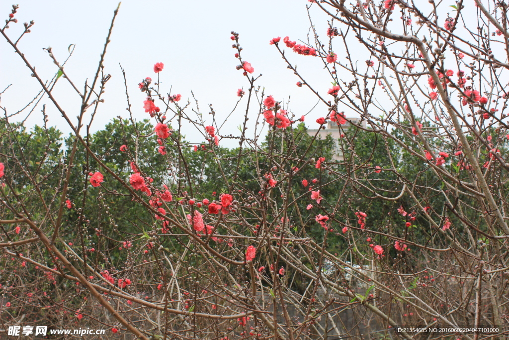 花 园林景观