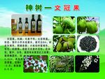 文冠果