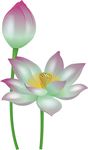 粉色荷花素材