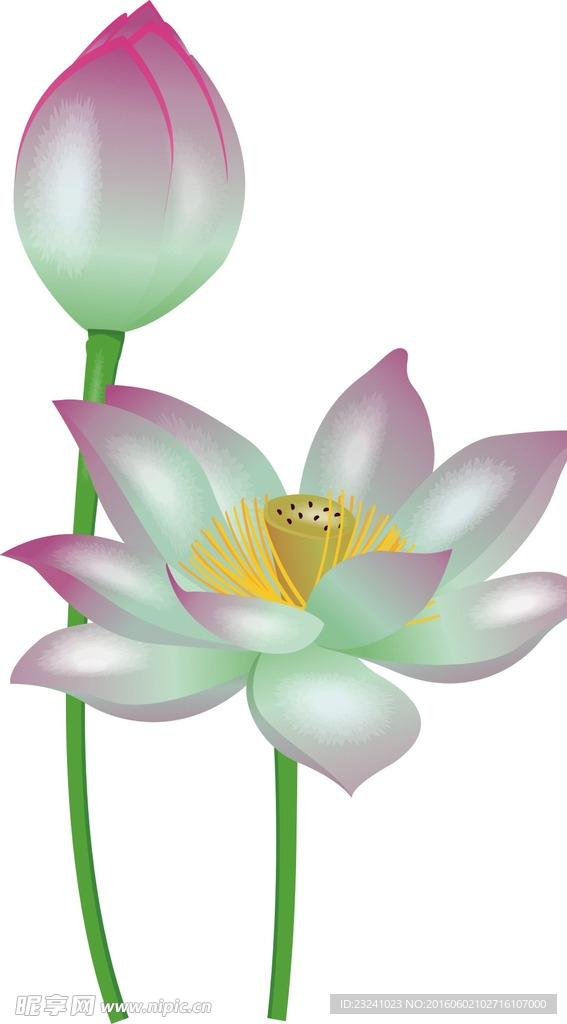 粉色荷花素材