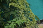 洋铁酸模的花