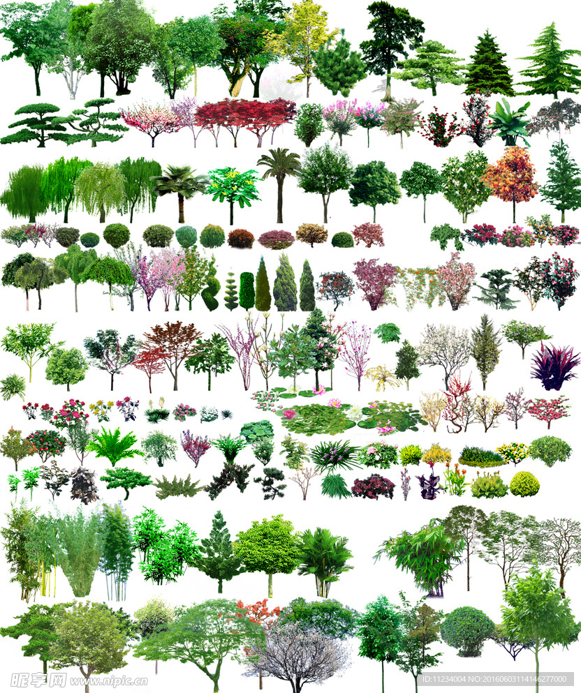 植物大树|园林景观|景观植物