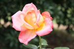 月季花
