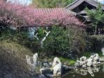 红梅树